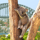 Picture of Holla Koala