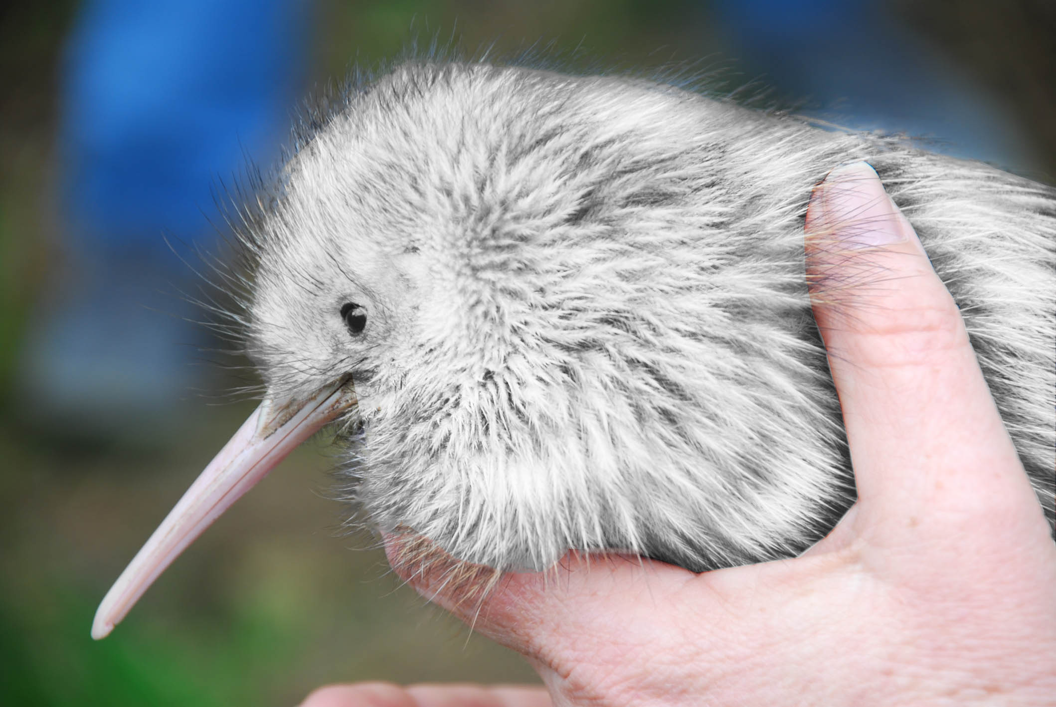 australia kiwi bird thinkstock
