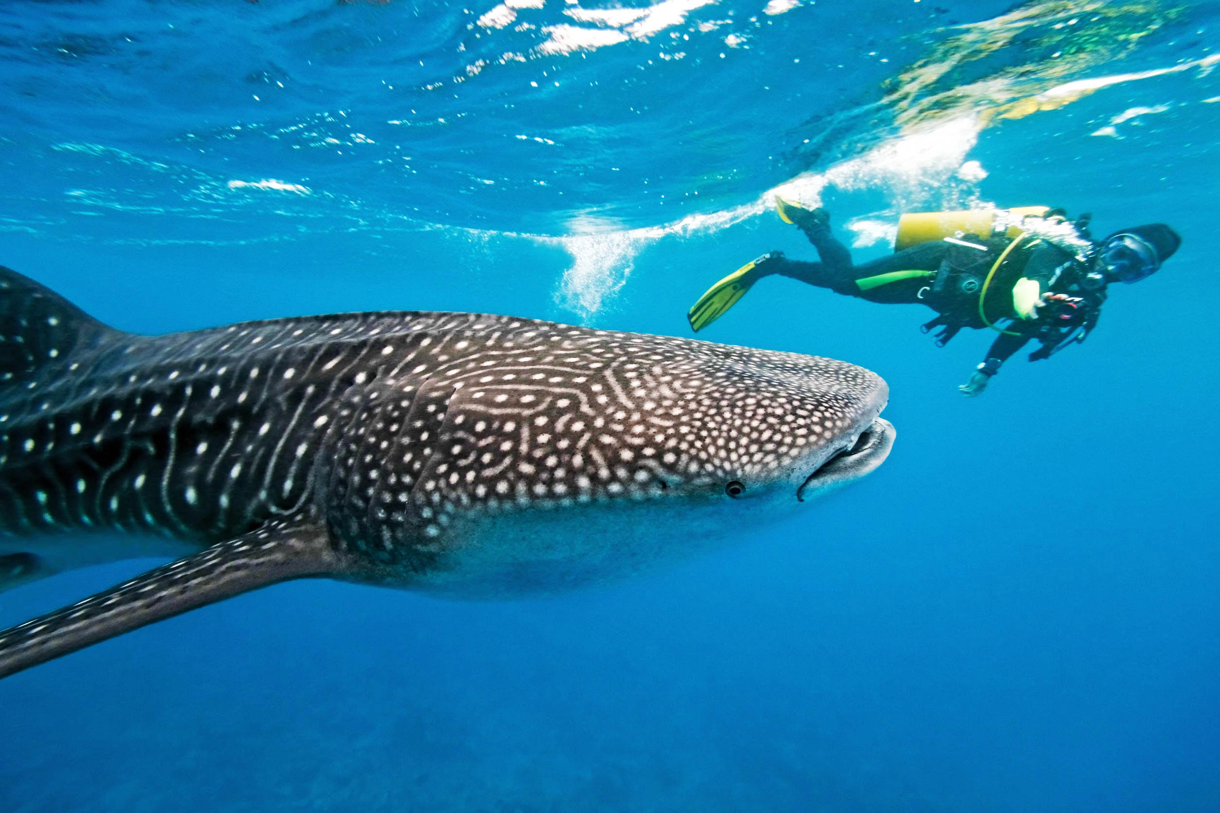 australia whale shark diver 123rf