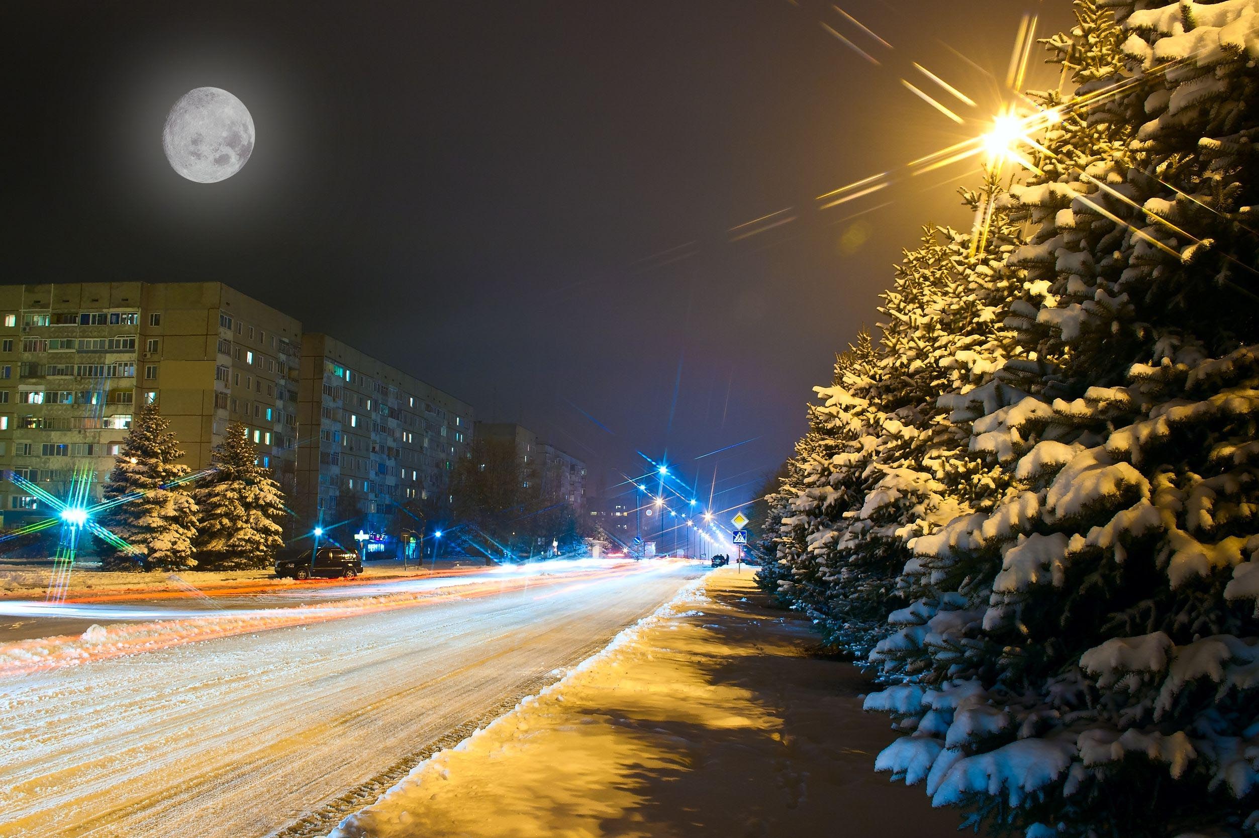 winter-street-new-york-trees