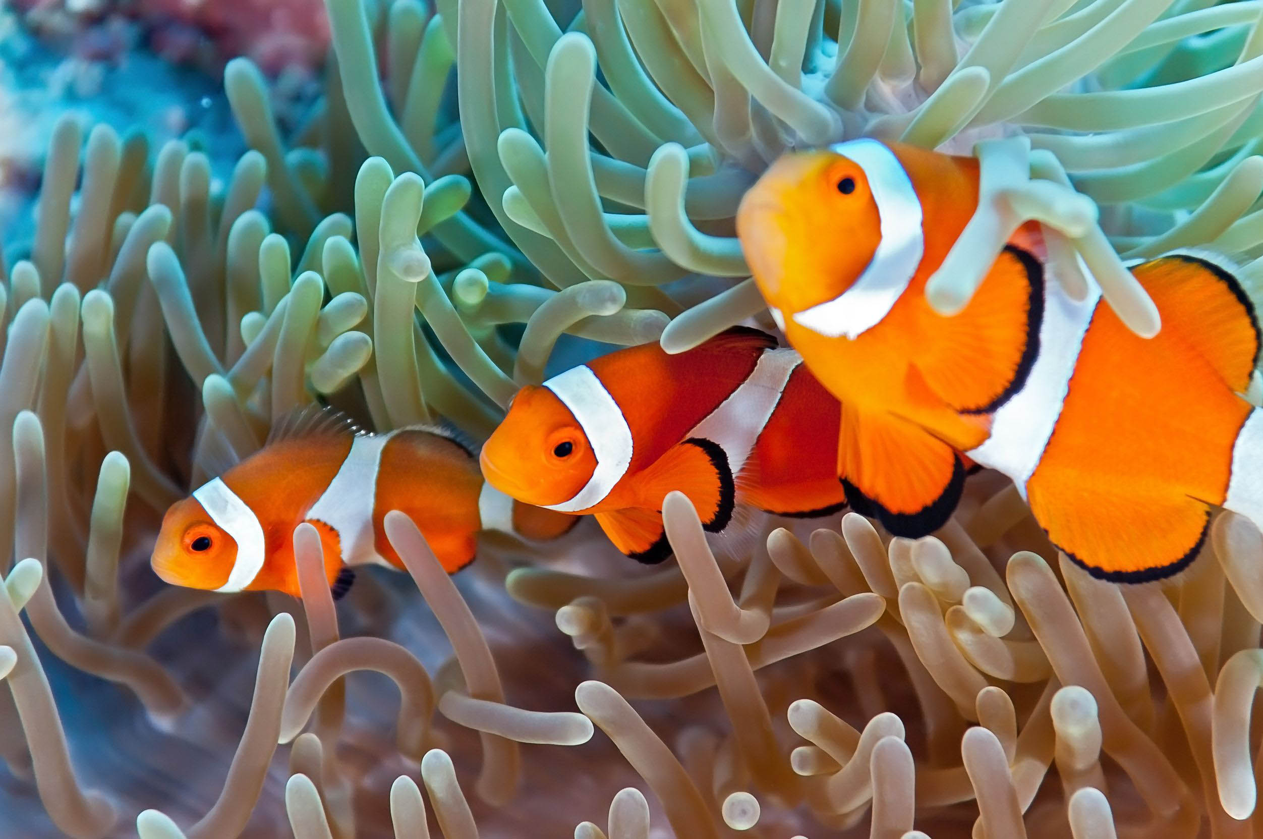 clownfish 123rf