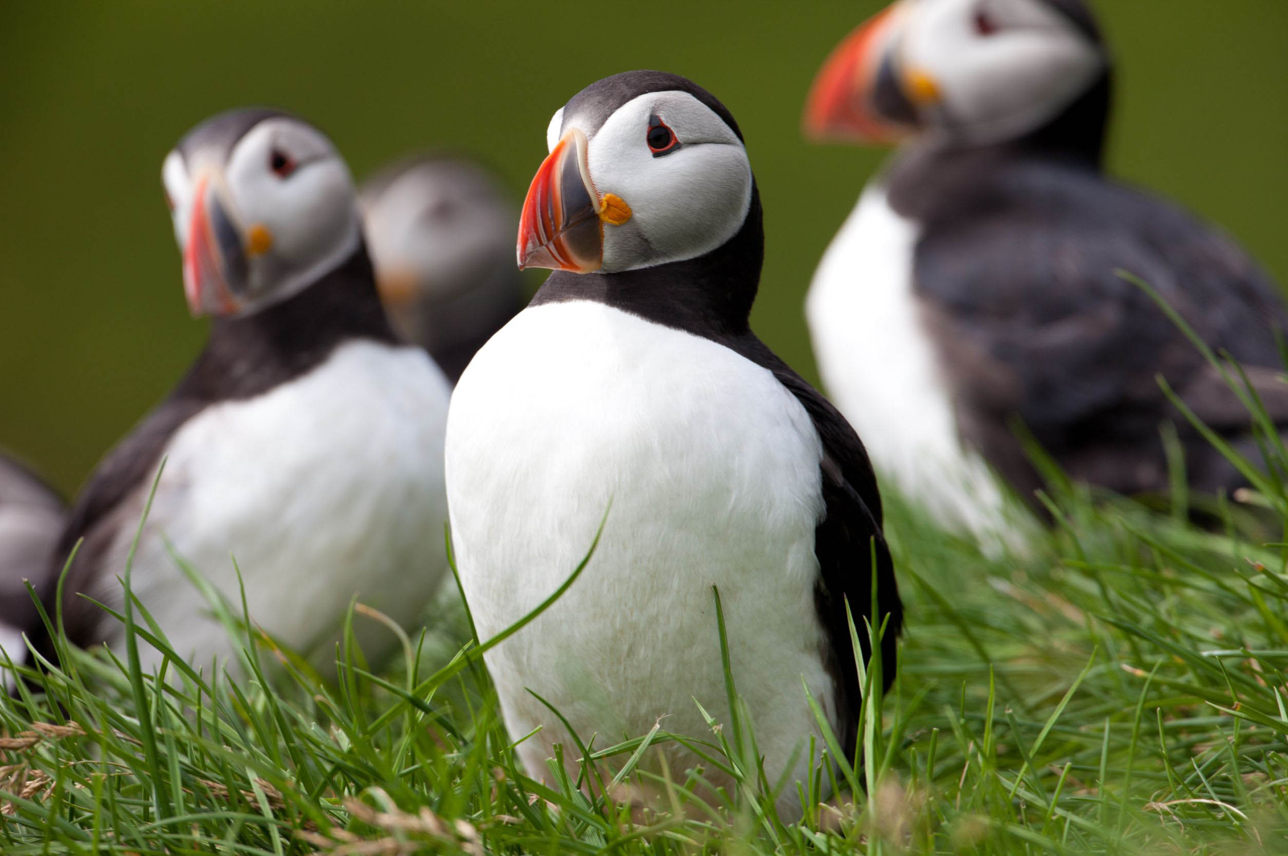 group-of-puffins-canada