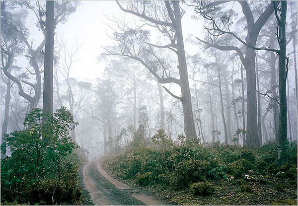 A Eucalyptus forest in Ben Lomond