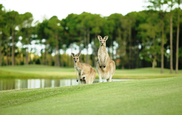 Resident wallabies at Tarralea