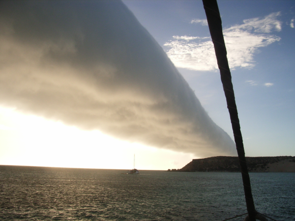 Morning Glory, Photo by Murray Bartle