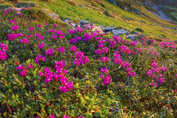 california rhododendrons