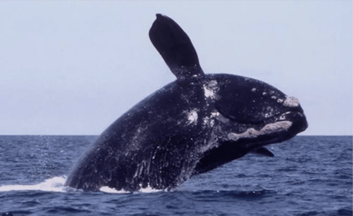 prevent-whale-strikes