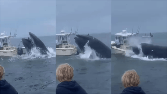 whale-smashes-boat