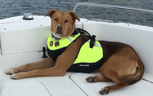 cruising-with-pets-1