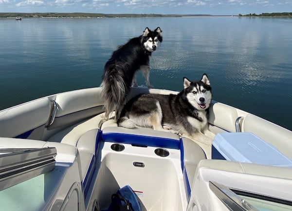 pups in the boat 2