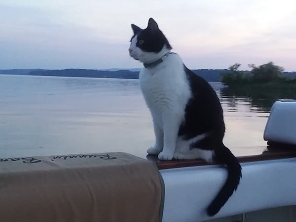 thumbnail_boat cat (2)
