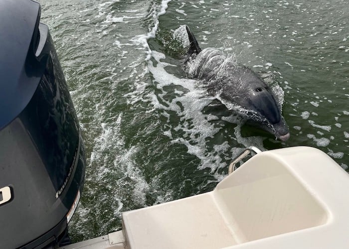 thumbnail_image0-Feb-21-2022-12-48-03-28-PM