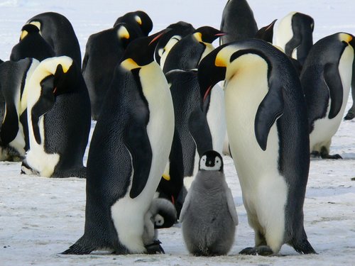 Penguin Family Penguin Family