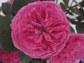 Baronesse_Garden_Rose_Boston_Florist.jpg
