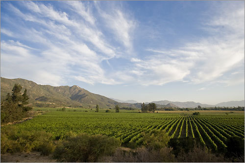 Best wine countries in the world to teach ESL Best wine countries in the world to teach ESL