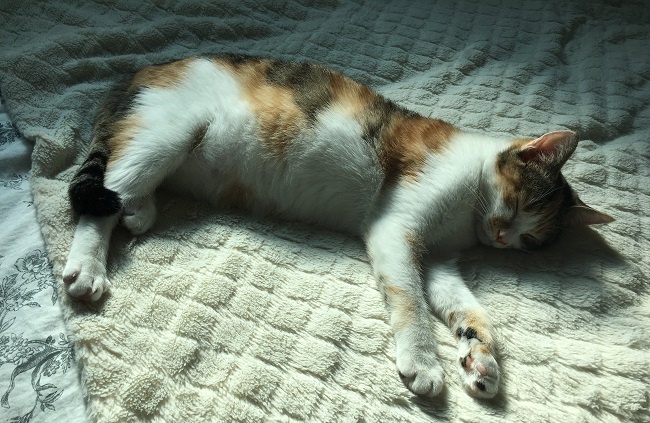 Who Brought a Cat on the Bus? Adopting a Pet in South Korea
