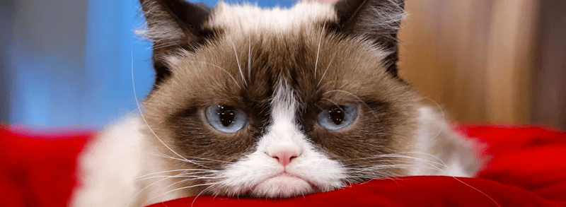 5 Reasons to Leave Your Cat Home When You Teach English Abroad