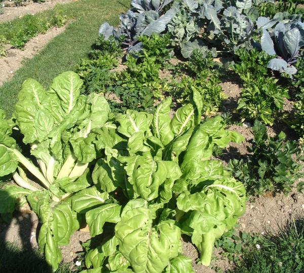 Vegetable Garden Fence