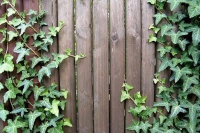Plants on fence