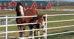 horse fence