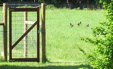 turkey farm fence