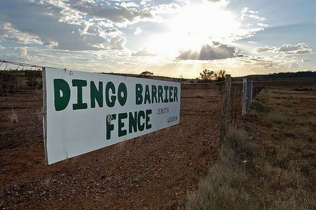 longest fence 02