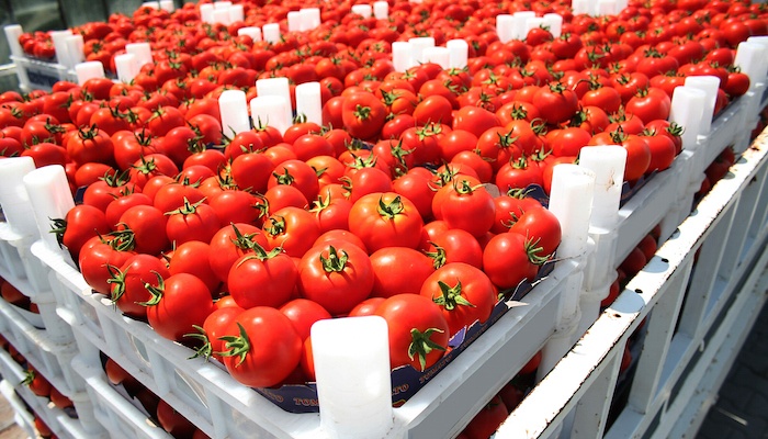 The Impact of FSMA on Pizzerias