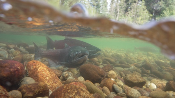 Chinook salmon at Swift Creek-1