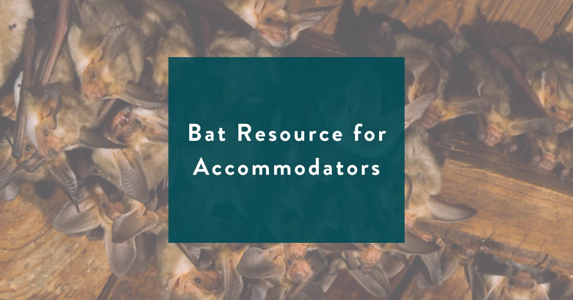 Bat Resource for Accommodators