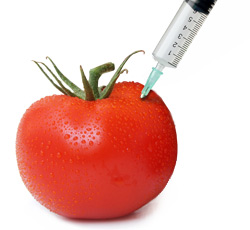 genetically modified tomato