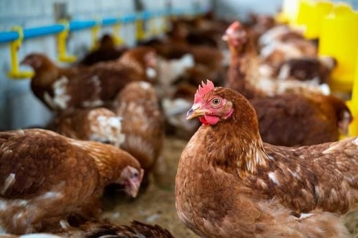 exportacao-carne-de-frango