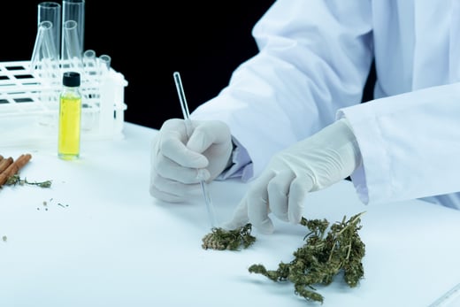 mercado-de-cannabis