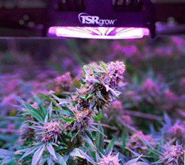 TSRgrow-LED-Lighting