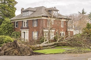Will my Insurance cover tree removal? - Massachusetts Real ...