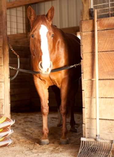 Rubber Stall Mats Are A Money Saver