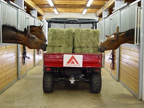 Horses eating hay