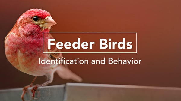 Bird Academy-feederbird-coursethumbnail.jpg
