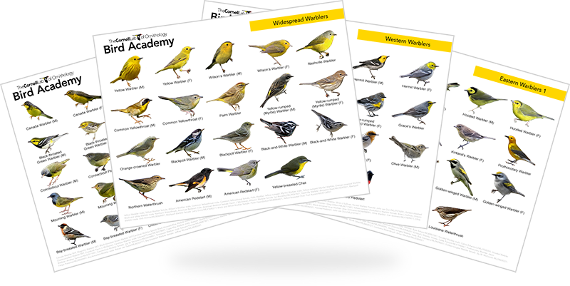 CornellLab_WarblerIDguides