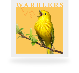 CornellLab_Warblersongcollection