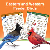 Feederwatch_poster-2.jpg