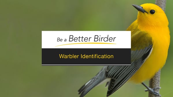Warbler_course_ID-thumb