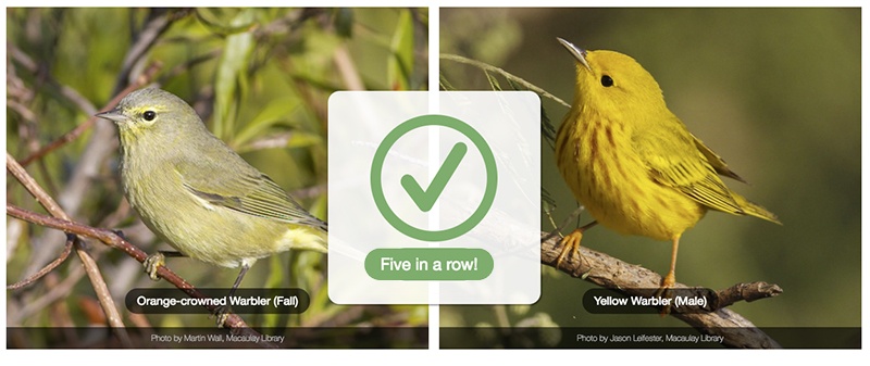 CornellLab_WarblersnapIDthumb