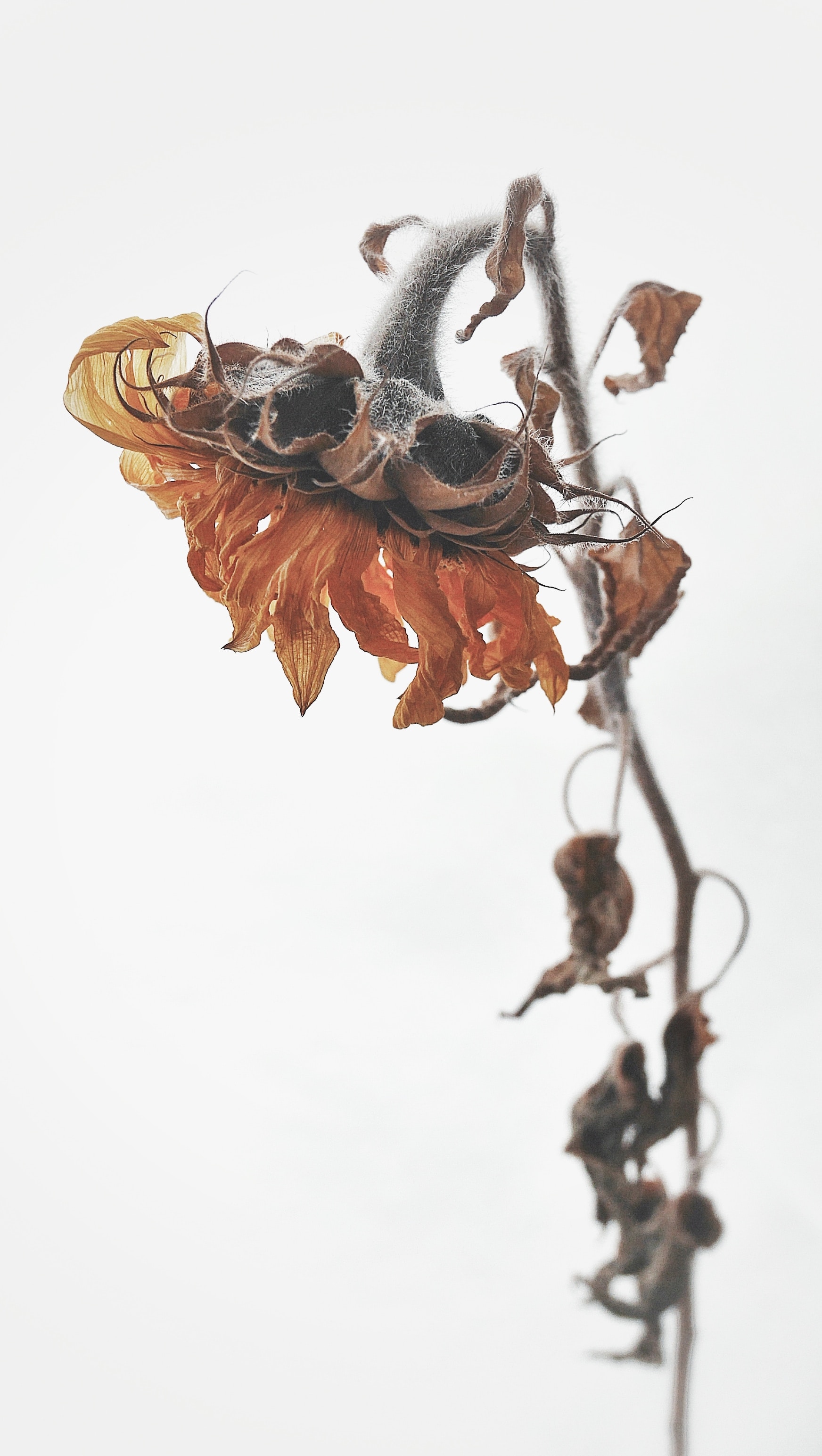 不安神経症勃起不全治療薬