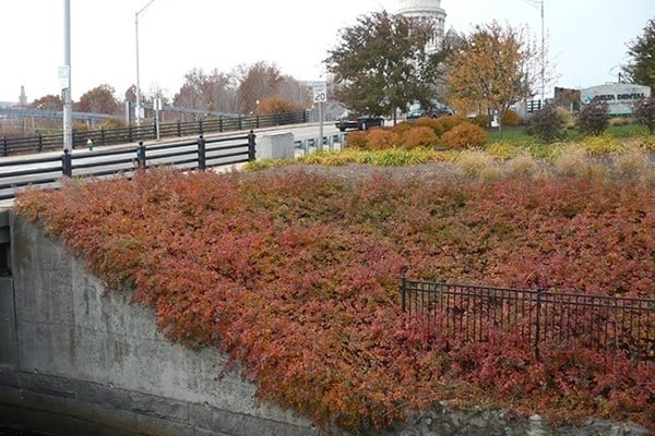 13_Corporate-Landscape-Organic-Native