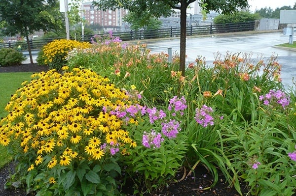 5_Corporate-Landscape-Organic-Native