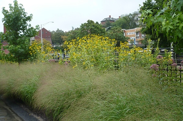 7_Corporate-Landscape-Organic-Native