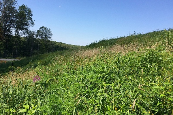 29-Vegetation