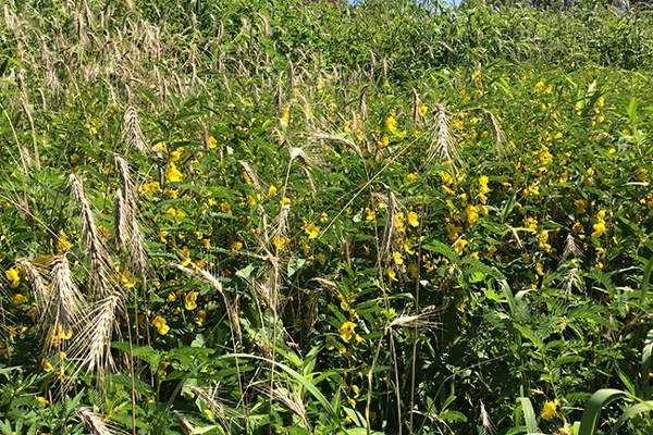 30-Vegetation