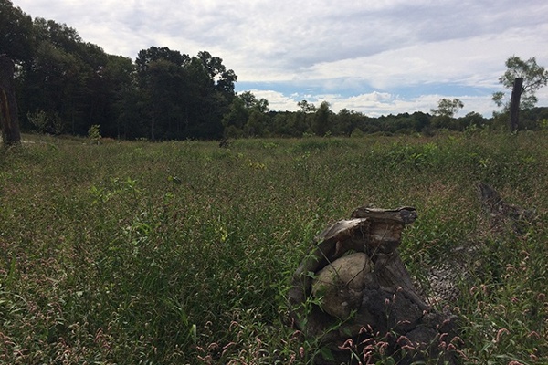 31-Vegetation