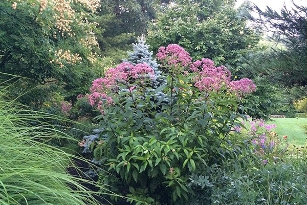 12-_Garden-Dreamscape